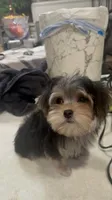 TRAINED-SMALL & AFFECTIONATE-HANDSOME, a male Morkie for sale in Fort Worth, TX – 6 of 6
