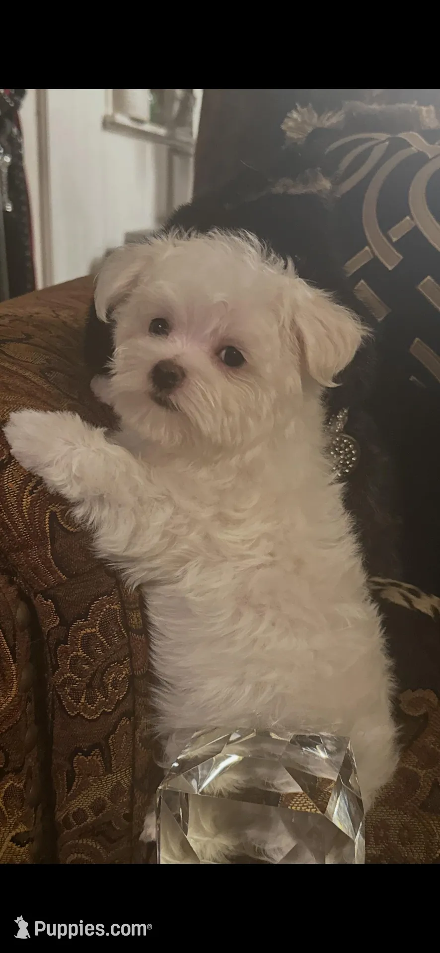 TRAINED-SMALL & BEAUTIFUL Sir Prize, a male Morkie for sale in Fort Worth, TX – 3 of 8