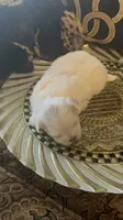 PF1, a female Maltese for sale in Fort Worth, TX – 10 of 10