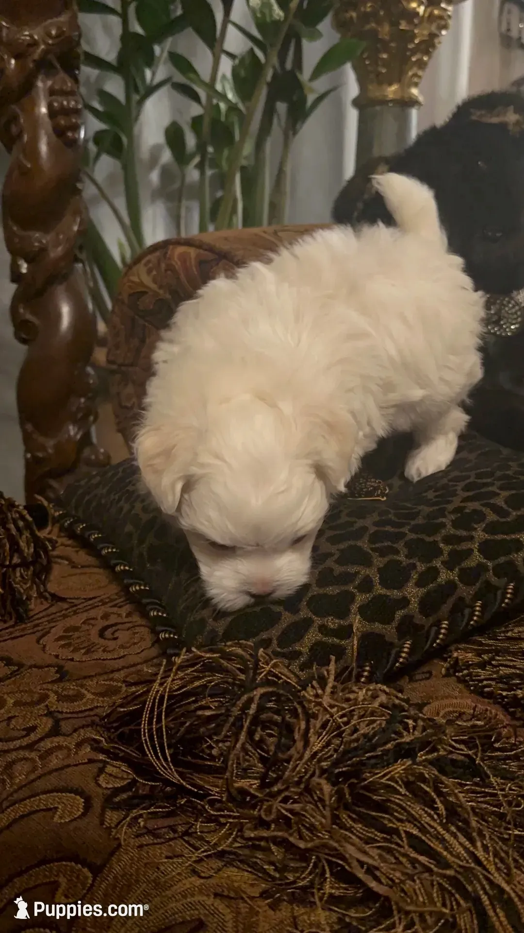 PM1(tiny), a male Maltese for sale in Fort Worth, TX – 8 of 10