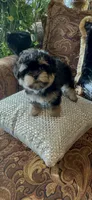 TT Trad F1, a female Maltese and Yorkshire Terrier for sale in Fort Worth, TX – 6 of 10