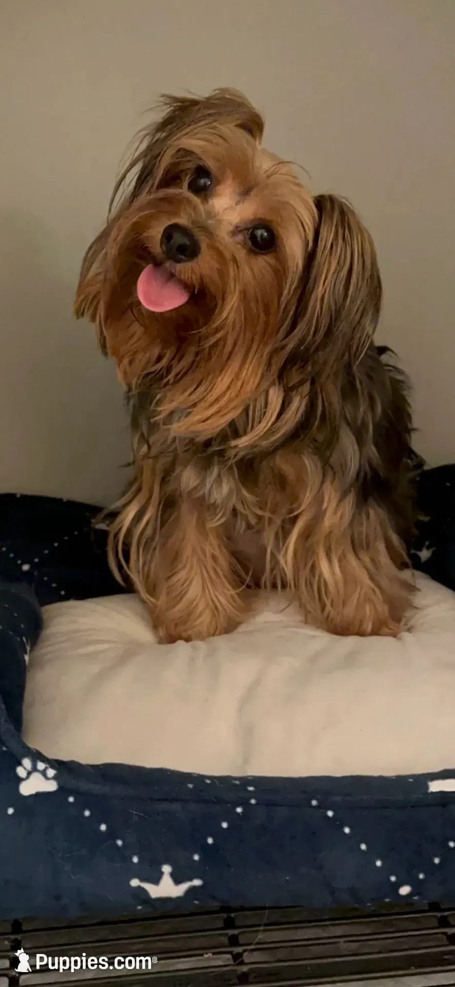 TT Trad F1(tiny), a female Maltese and Yorkshire Terrier for sale in Fort Worth, TX – 2 of 10