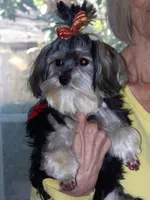 TT Trad F1, a female Maltese and Yorkshire Terrier for sale in Fort Worth, TX – 8 of 10