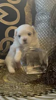 PF1, a female Maltese for sale in Fort Worth, TX – 10 of 10