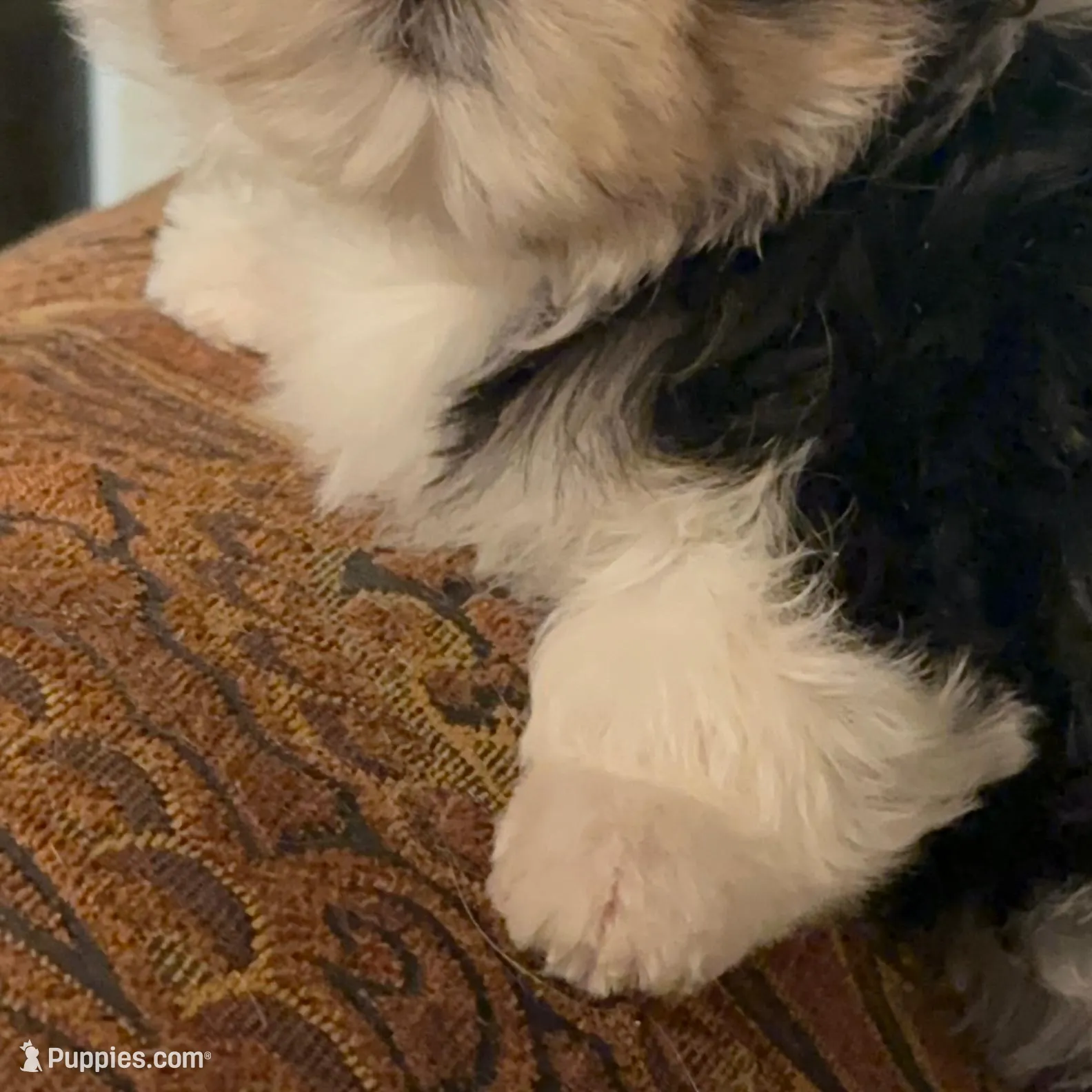 TT1M, a  Morkie for sale in Fort Worth, TX – Photo 2 of 10