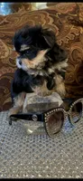 EASTER SALE-TT1M, a male Morkie for sale in Fort Worth, TX – Photo 6 of 10