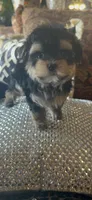 TINY TINY MR. PERSONALITY- TT1M, a male Morkie for sale in Fort Worth, TX – 8 of 9