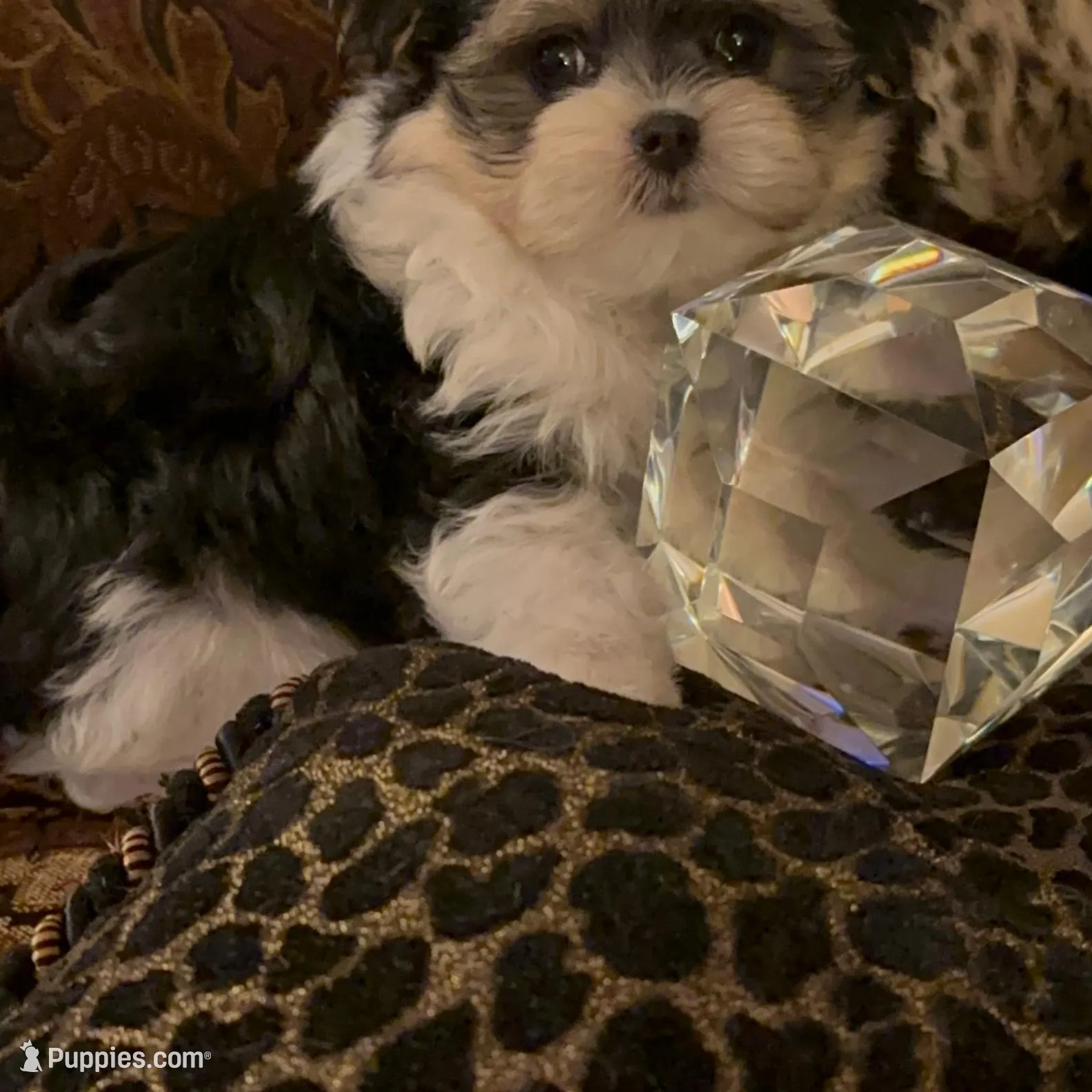 TT1M, a  Morkie for sale in Fort Worth, TX – Photo 4 of 10