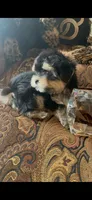 TINY TINY MR. PERSONALITY- TT1M, a male Morkie for sale in Fort Worth, TX – 7 of 9
