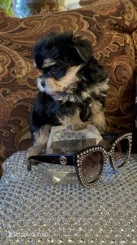 TT1M – Morkie puppy for sale in Fort Worth, TX