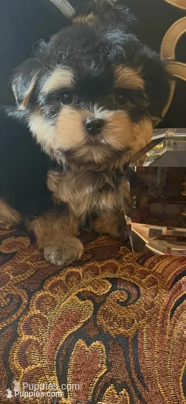TINY TINY MR. PERSONALITY- TT1M – Morkie puppy for sale in Fort Worth, TX