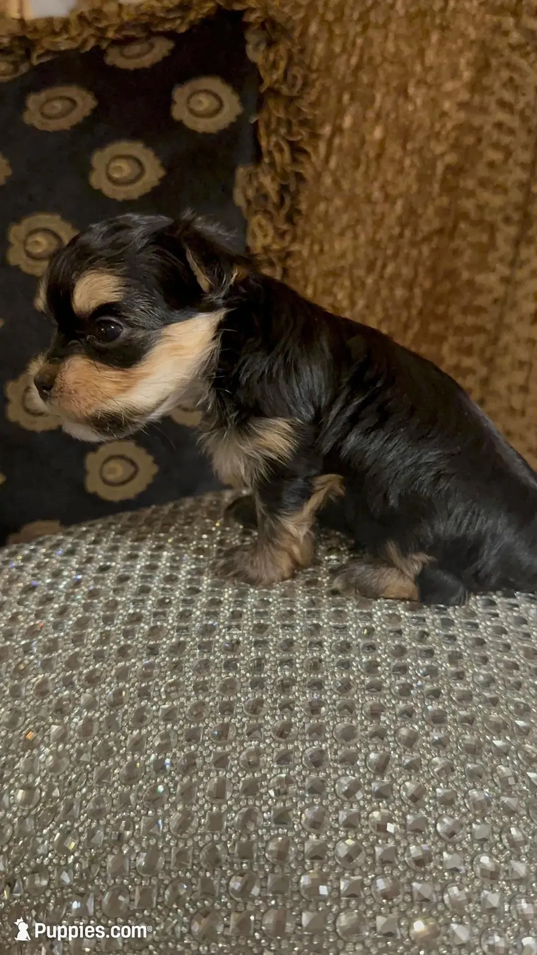 EASTER SALE-TT1M – Morkie puppy for sale in Fort Worth, TX