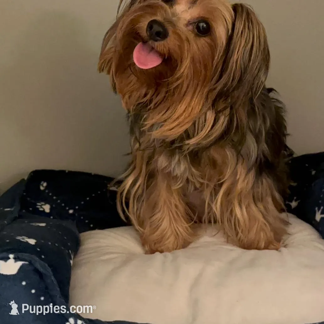 TT1M, a  Morkie for sale in Fort Worth, TX – Photo 7 of 10