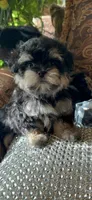EASTER SALE-TT1M, a male Morkie for sale in Fort Worth, TX – Photo 8 of 10