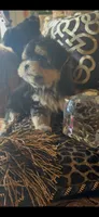 TINY TINY MR. PERSONALITY- TT1M, a male Morkie for sale in Fort Worth, TX – 5 of 9