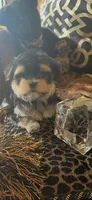TINY TINY MR. PERSONALITY- TT1M, a male Morkie for sale in Fort Worth, TX – 9 of 9