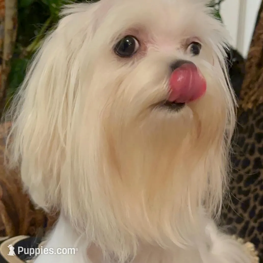 TT1M, a  Morkie for sale in Fort Worth, TX – Photo 10 of 10