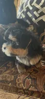 TINY TINY MR. PERSONALITY- TT1M, a male Morkie for sale in Fort Worth, TX – 6 of 9