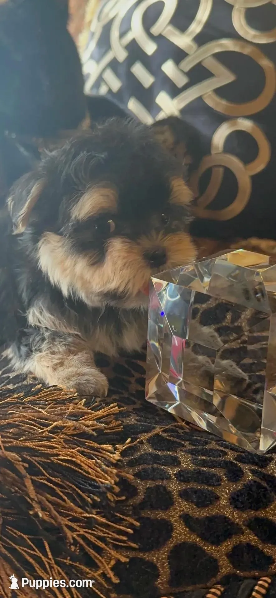 TINY TINY MR. PERSONALITY- TT1M, a male Morkie for sale in Fort Worth, TX – 3 of 9