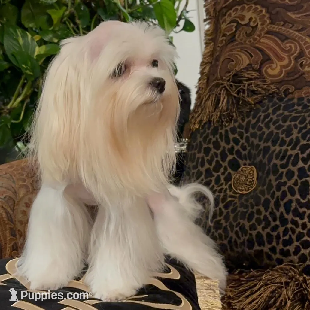 EASTER SALE-TT1M, a male Morkie for sale in Fort Worth, TX – Photo 2 of 10