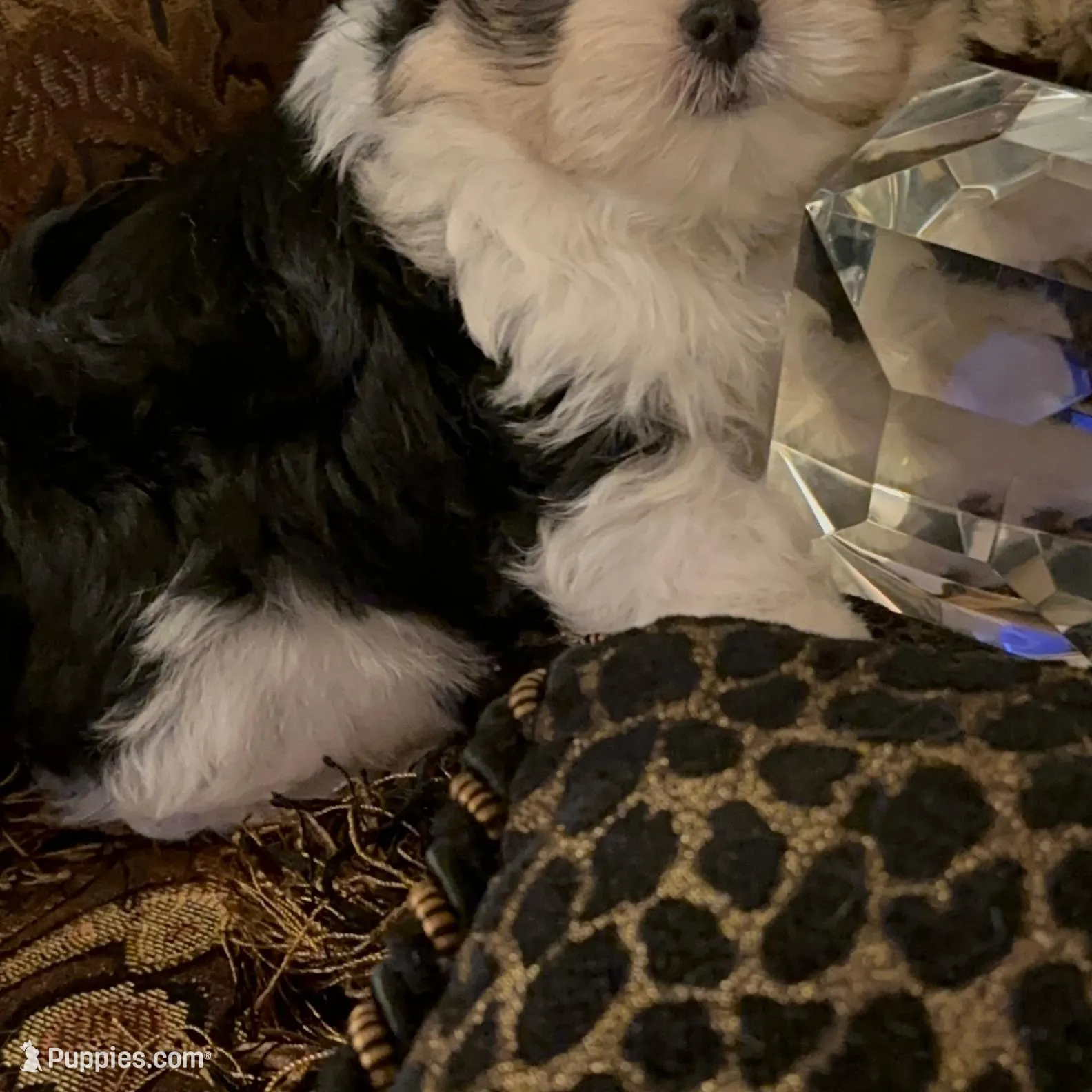 TT1M, a  Morkie for sale in Fort Worth, TX – Photo 5 of 10