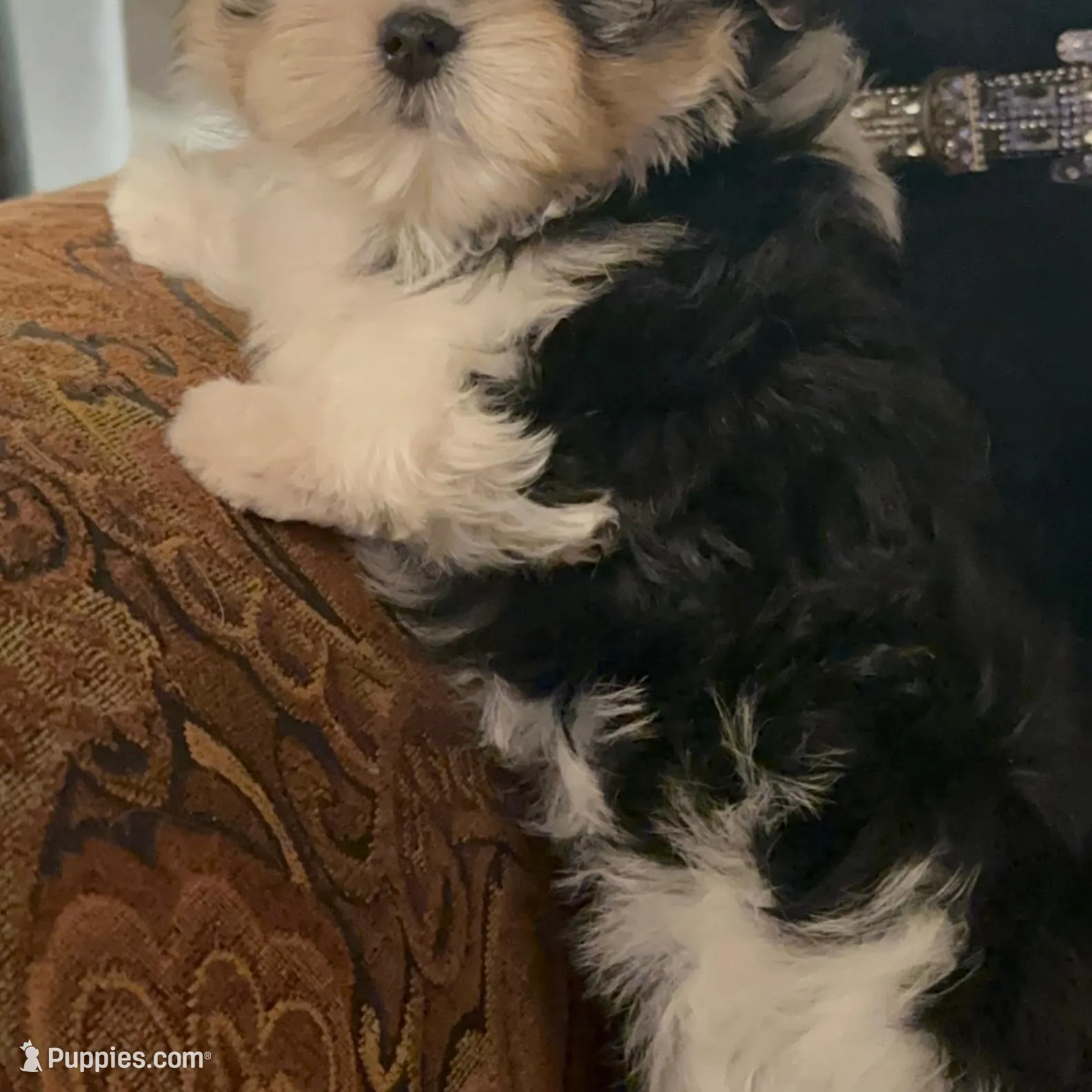 TT1M, a  Morkie for sale in Fort Worth, TX – Photo 3 of 10