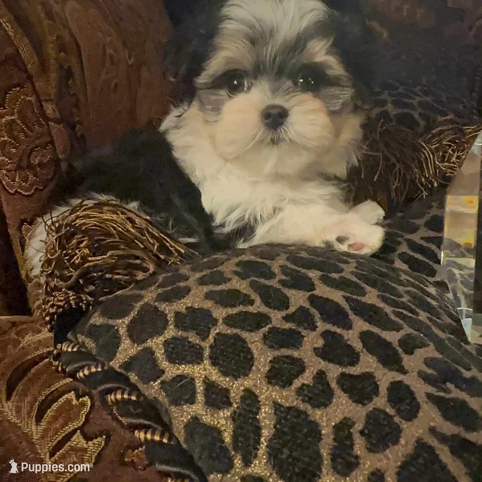 TT1M, a  Morkie for sale in Fort Worth, TX – Photo 6 of 10