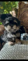 EASTER SALE-TT1M, a male Morkie for sale in Fort Worth, TX – Photo 7 of 10
