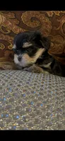 EASTER SALE-TT1M, a male Morkie for sale in Fort Worth, TX – Photo 5 of 10