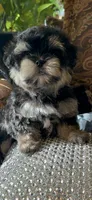 EASTER SALE-TT1M, a male Morkie for sale in Fort Worth, TX – Photo 9 of 10