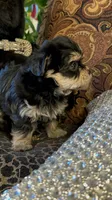 EASTER SALE-TT1M, a male Morkie for sale in Fort Worth, TX – Photo 4 of 10