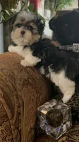 TTPF1, a female Yorkshire Terrier for sale in Fort Worth, TX – 4 of 10
