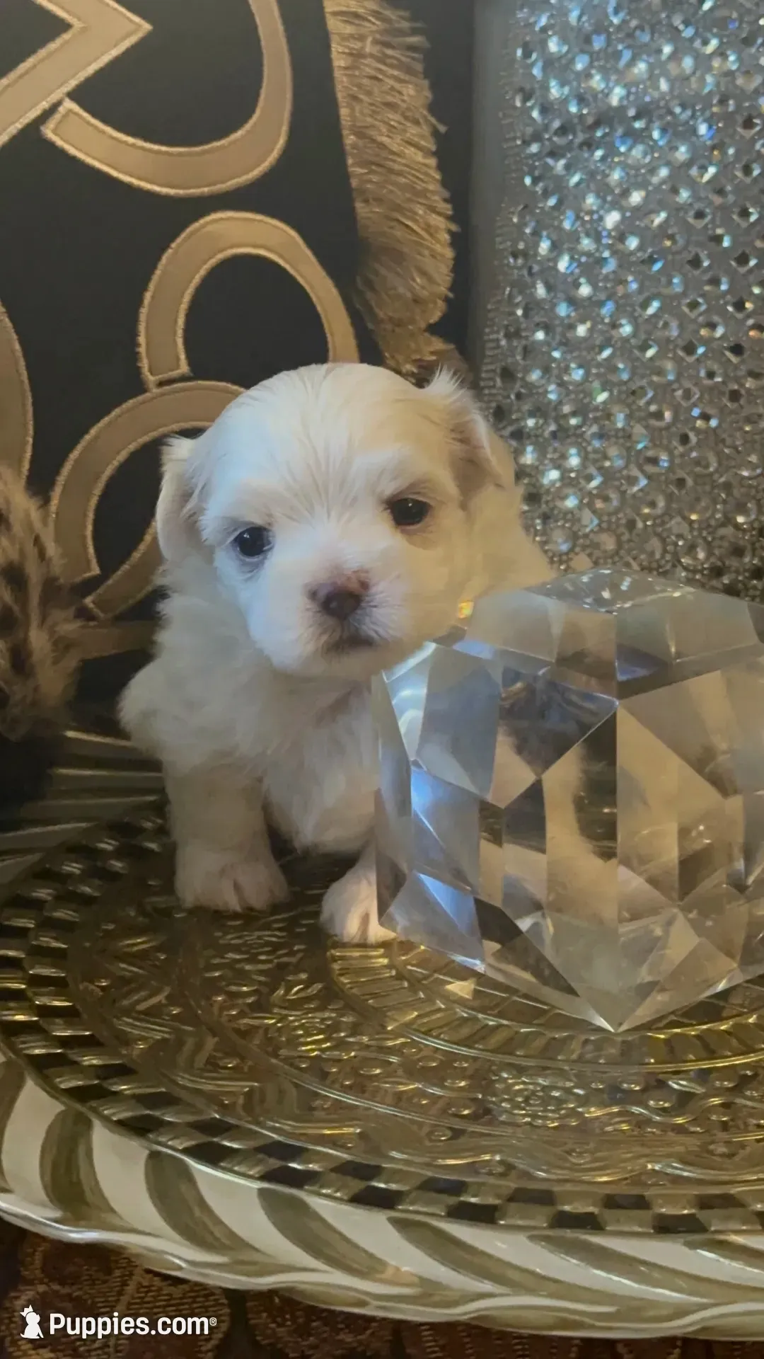 PM1, a male Maltese for sale in Fort Worth, TX – 3 of 10