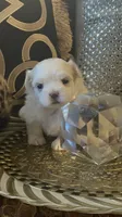 PF1, a female Maltese for sale in Fort Worth, TX – 9 of 10