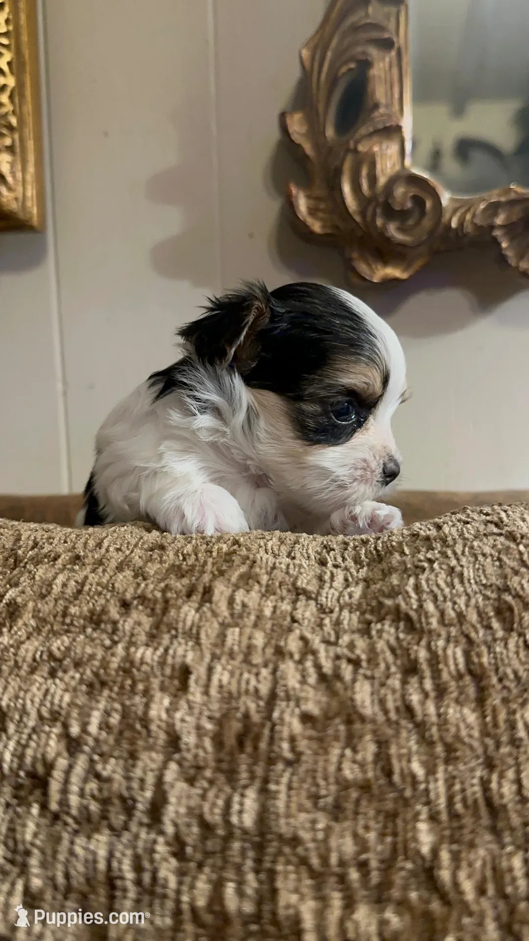 TT1P, a male Yorkshire Terrier for sale in Fort Worth, TX – Photo 3 of 10