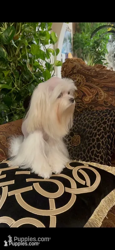PF1(tiny), a female Maltese for sale in Fort Worth, TX – 1 of 10