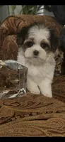 TINY TINY LIL FELLOW (TT1P), a male Yorkshire Terrier for sale in Fort Worth, TX – 9 of 10