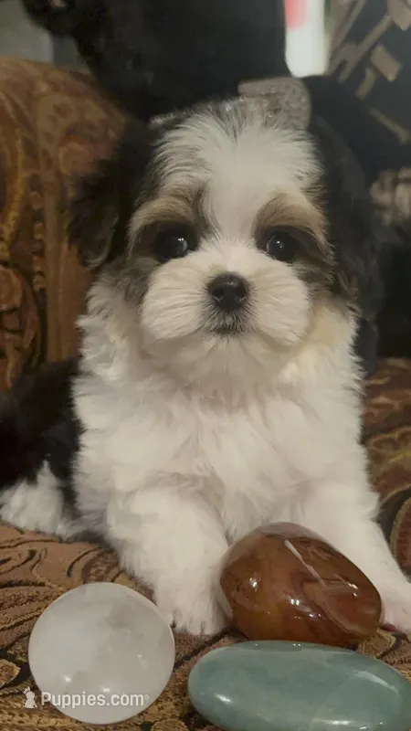 TT1P – Yorkshire Terrier puppy for sale in Fort Worth, TX