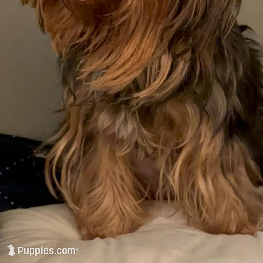 TT1P, a male Yorkshire Terrier for sale in Fort Worth, TX – Photo 3 of 7