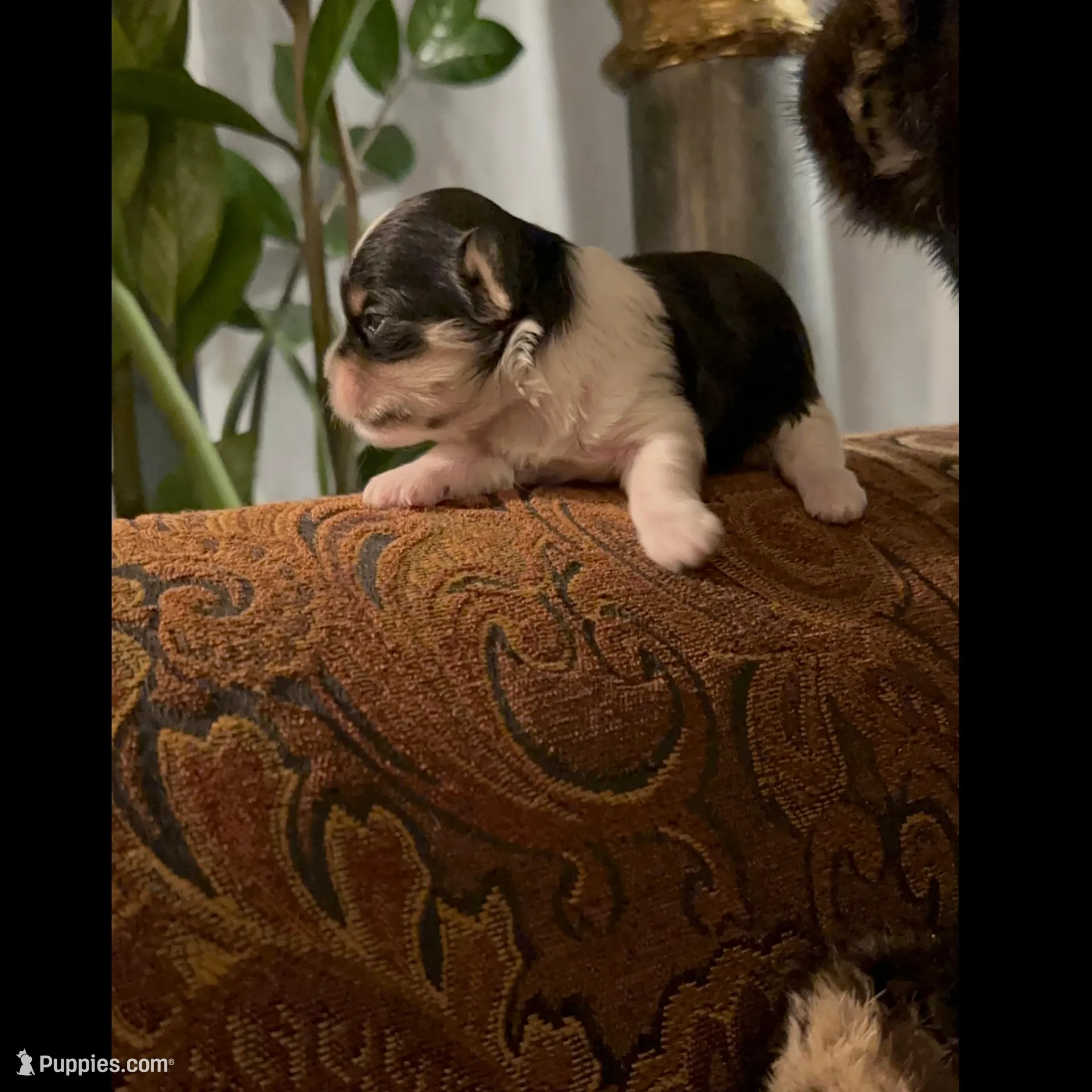 TT1P, a male Yorkshire Terrier for sale in Fort Worth, TX – Photo 7 of 7