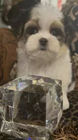 TINY TINY LIL FELLOW (TT1P), a male Yorkshire Terrier for sale in Fort Worth, TX – 3 of 10