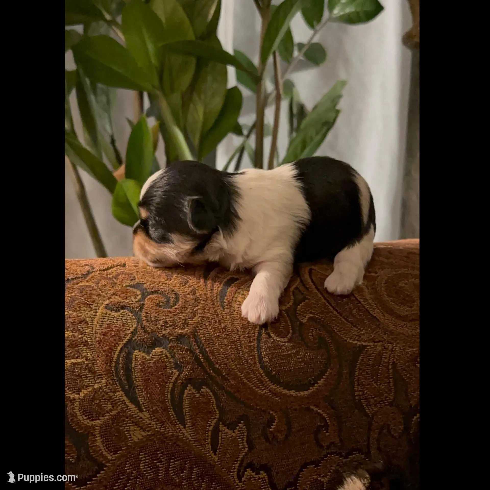 TT1P, a male Yorkshire Terrier for sale in Fort Worth, TX – Photo 6 of 7