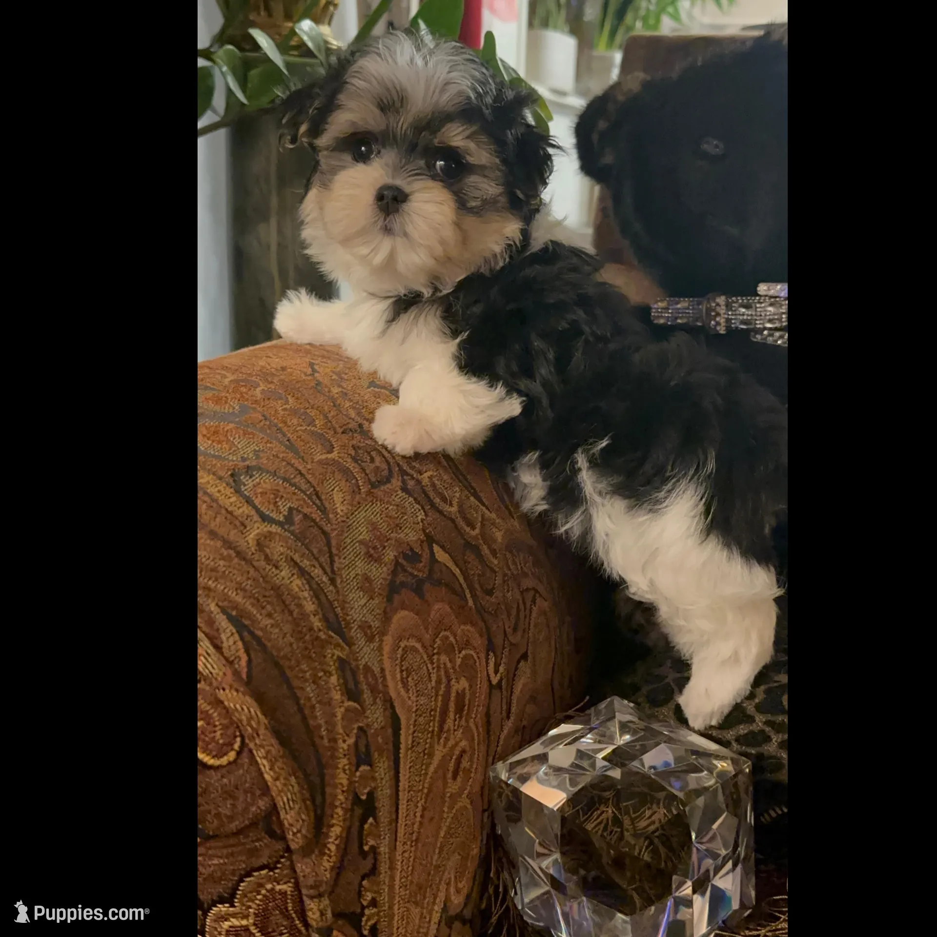 TT1P, a male Yorkshire Terrier for sale in Fort Worth, TX – Photo 4 of 7