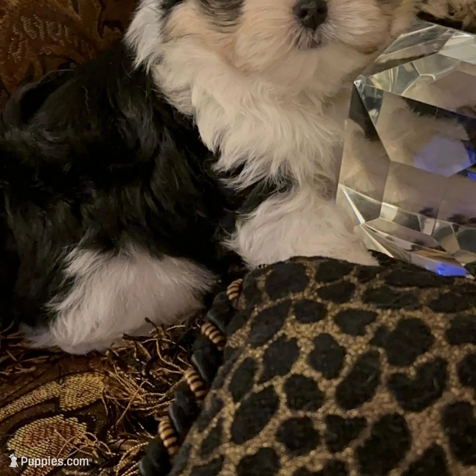 TT4P – Yorkshire Terrier puppy for sale in Fort Worth, TX