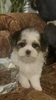 TINY TINY LIL FELLOW (TT1P), a male Yorkshire Terrier for sale in Fort Worth, TX – 6 of 10