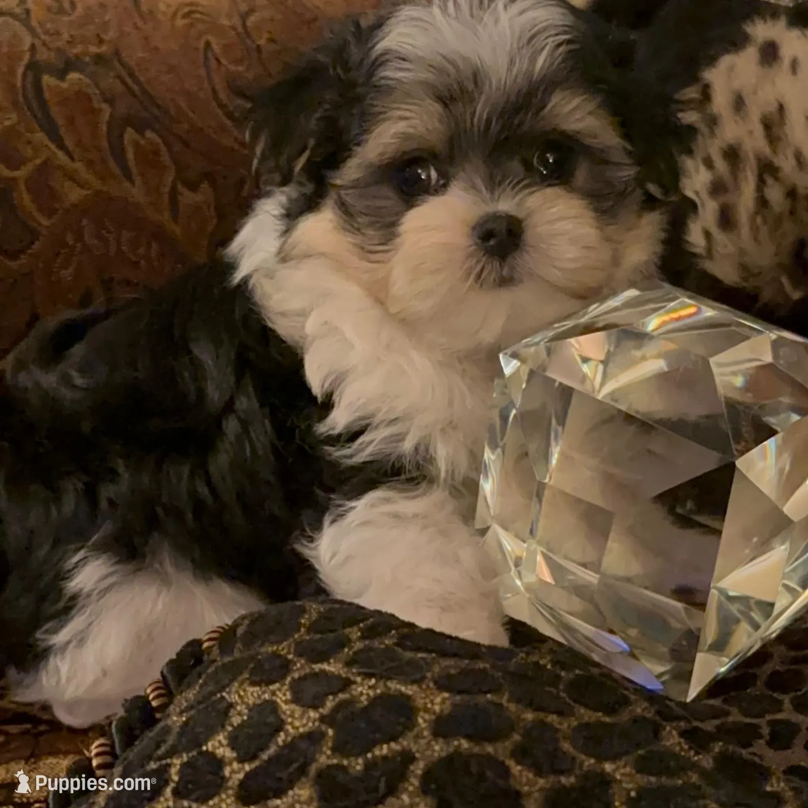 TT1P, a male Yorkshire Terrier for sale in Fort Worth, TX – Photo 2 of 7