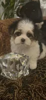 TINY TINY LIL FELLOW (TT1P), a male Yorkshire Terrier for sale in Fort Worth, TX – 10 of 10