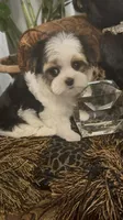 TINY TINY LIL FELLOW (TT1P), a male Yorkshire Terrier for sale in Fort Worth, TX – 5 of 10