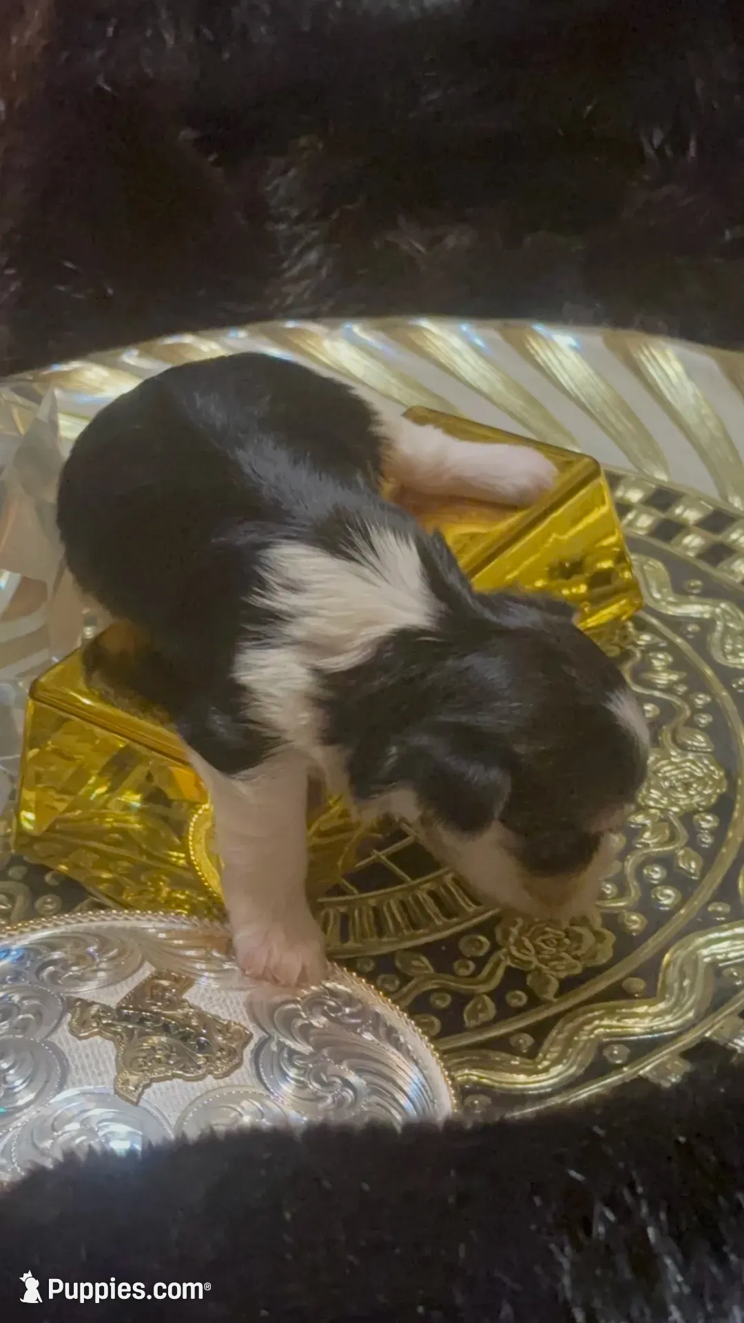 TTPF2(tiny), a female Yorkshire Terrier for sale in Fort Worth, TX – 2 of 10