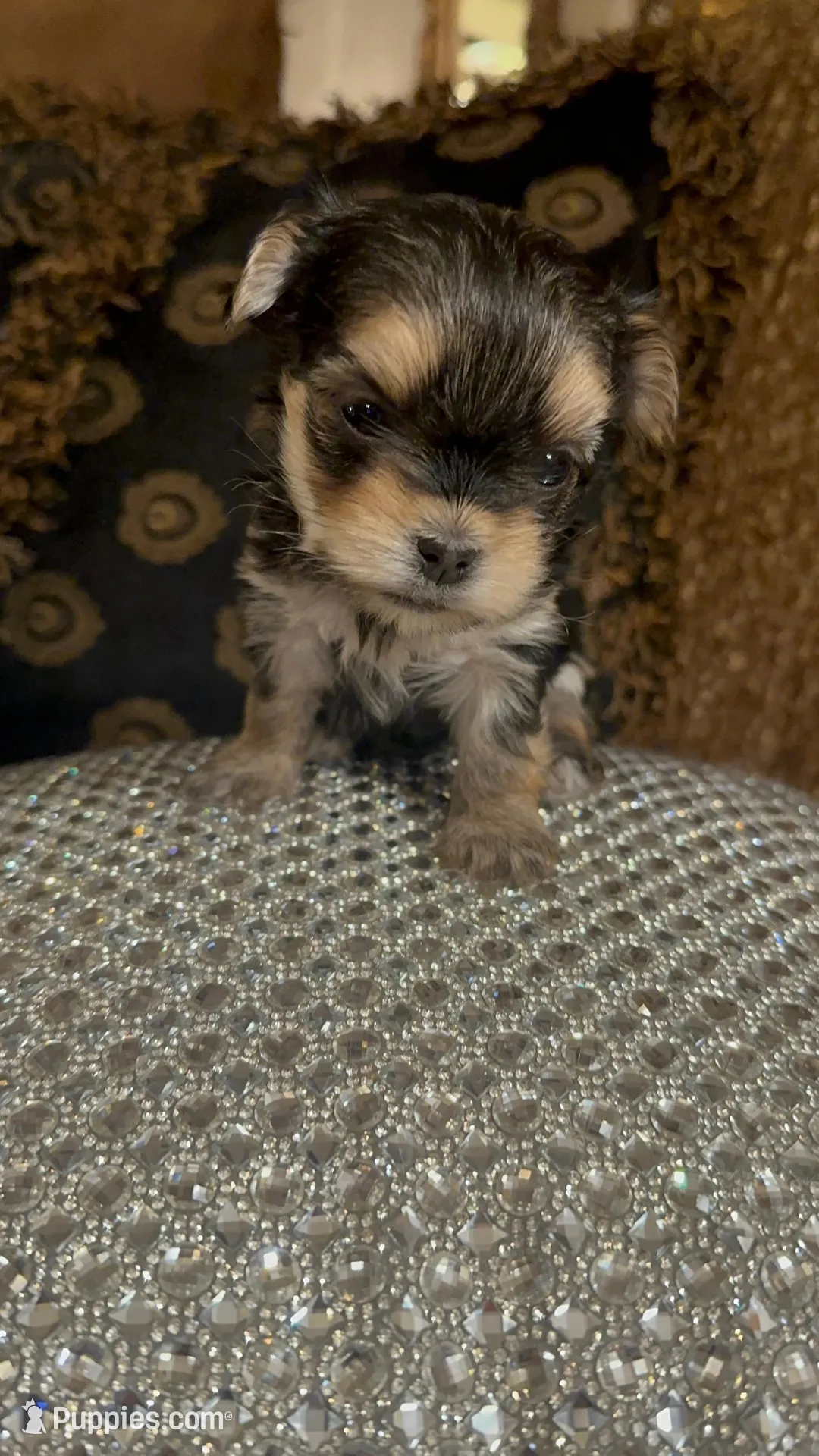 TT2M – Morkie puppy for sale in Fort Worth, TX